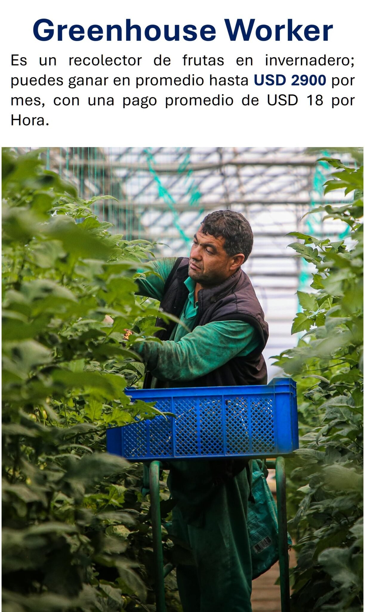 3 green house worker ready